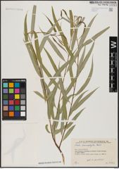 Foto von Salix acmophylla Boiss.